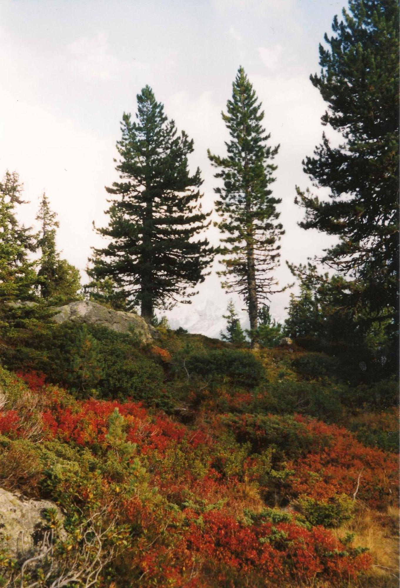 Apart Panoramablick Kaunerberg ภายนอก รูปภาพ
